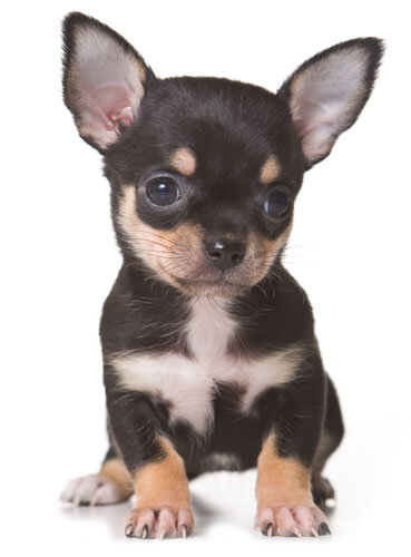 Chihuahua Puppies For Sale - Buy your Chihuahua Puppy Online