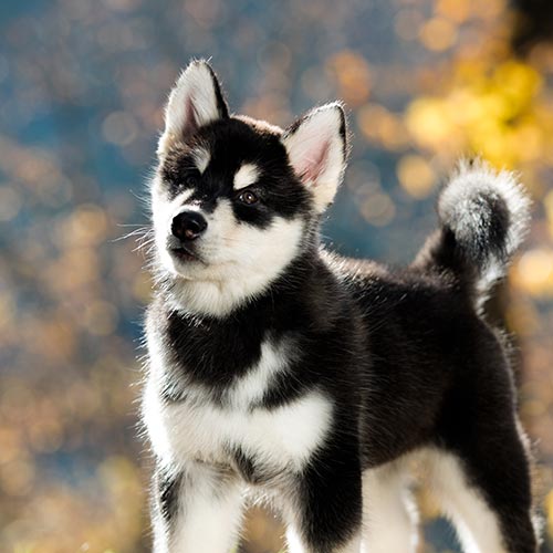 Husky Puppies Las Vegas Craigslist - Puppy And Pets