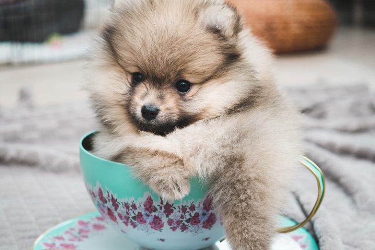 Teacup Puppies Best Teacup Dogs What Is A Teacup Dog?