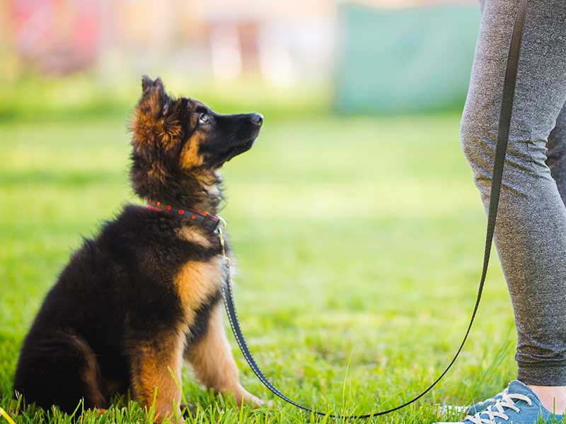 dog and puppy training