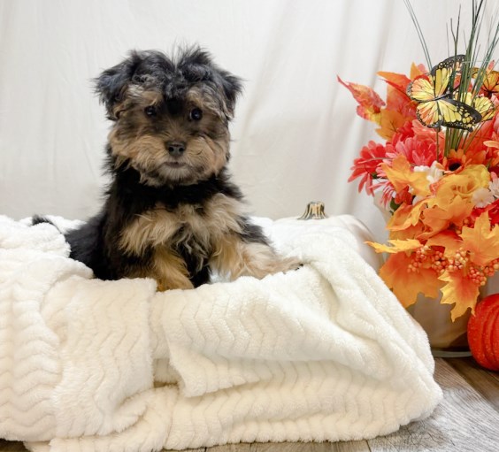 The Puppy Store Las Vegas